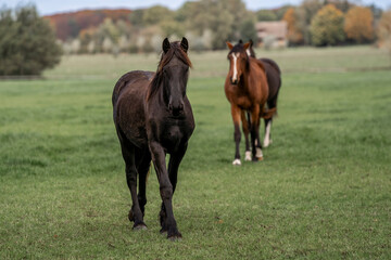 Fototapeta premium young horse horses in the pasture growing up
