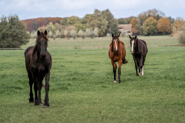 young horse horses in the pasture growing up