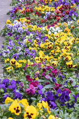 Colorful pansy flowers for sale on the street.