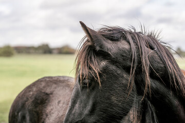 young horse horses in the pasture growing up