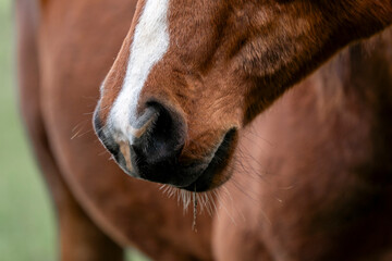 Naklejka premium young horse horses in the pasture growing up