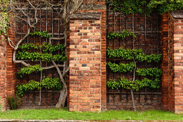 Espaliered trees trained to grow horizontally along wooden trellis on brick wall background....