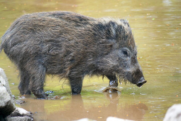 Wildschwein in freier Natur im Fruehling .