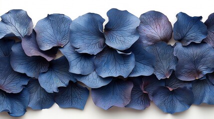   Close-up of blue flowers on white background with white wall in background