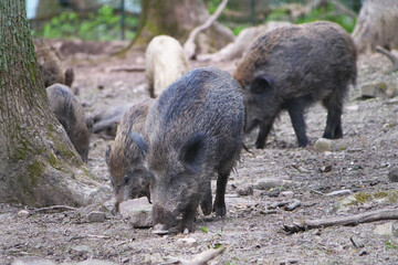 Wildschwein in freier Natur im Fruehling .