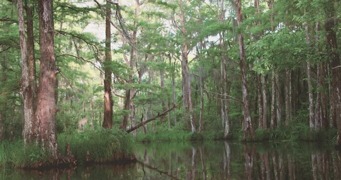 Boat slowly drifting floating down bayou, Honey Island Swamp in New Orleans Louisiana 4k