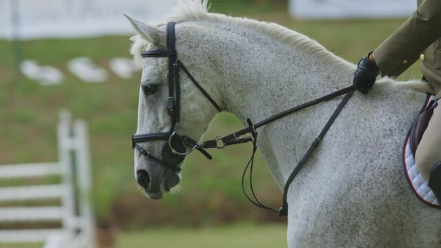 A woman is riding a white horse with a black bridle