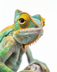 Obraz premium the Chamaeleo pardalis white copy space on right Isolated on white background