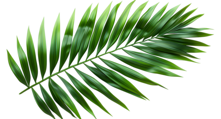 Tropical green palm leaf cut out
