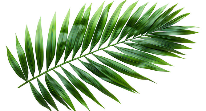 Tropical green palm leaf cut out
