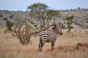 Zebras in the savannah in the Maasi Mara, Kenya