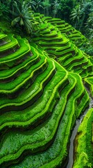 Fototapeta premium Lush Green Terraced Rice Fields. Generative ai