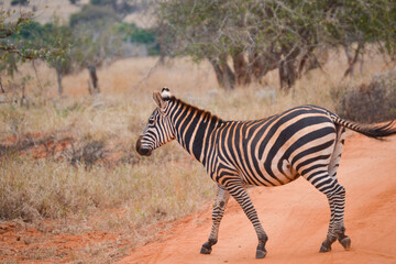 Zebras in the savannah in the Maasi Mara, Kenya