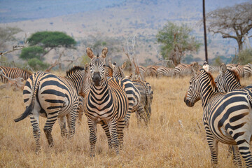 Obraz premium Zebras in the savannah in the Maasi Mara, Kenya