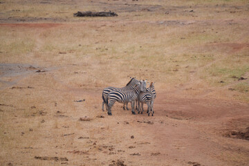 Zebras in the savannah in the Maasi Mara, Kenya