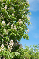 blooming chestnut tree with white blossoms and blue sky