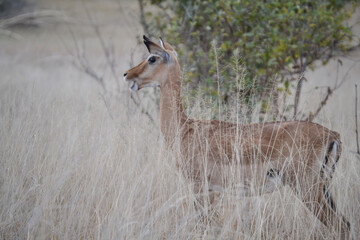 National park in Kenai, safari, nature