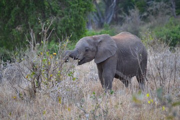Fototapeta premium Elephants in Kenya in the national park