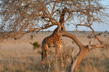 Giraffes on safari in Kenya