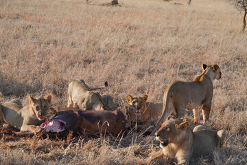 Lion family eats a baby elephant