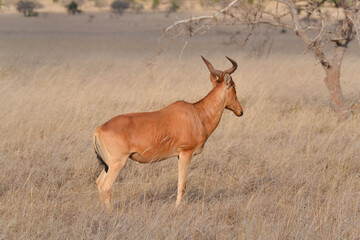 National park in Kenai, safari, nature