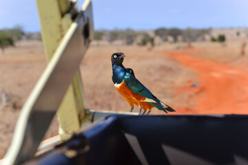 Colorful beautiful birds in Kenya on safari