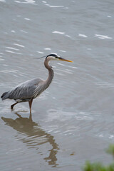 great blue heron