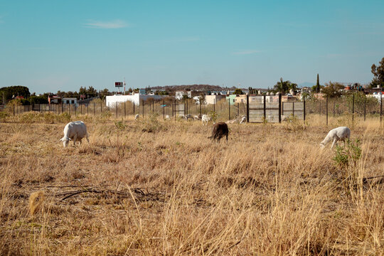 Chivos o animales  de campo en una zona urbana