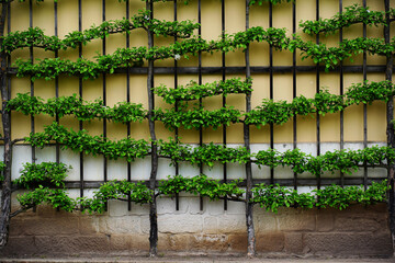 Yellow wall with trees, trained in art of espalier cultivation grow. Trees form horizontal rows with green leaves on wooden lattice. Aesthetic landscaping. Tree training and botanical architecture