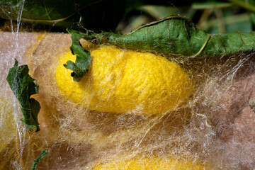 detail of a natural yellow silkworm cocoon