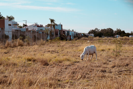 Chivos o animales  de campo en una zona urbana