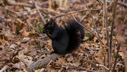 Black squirrel close up seat on branch and eat pine cone on spring forest background. Forest rodents.  