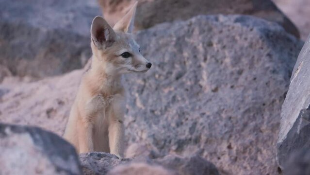 4K video of a young Kit Fox sitting quietly in early morning light watching the desert around him near the den where he was born in the desert of Southern Utah, USA.
