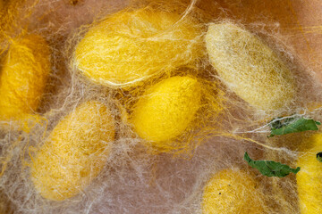 detail of many natural silkworm cocoons