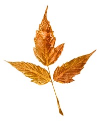 A vibrant watercolor illustration of a golden autumn leaf on a white background, capturing the essence of fall with its warm hues and delicate details