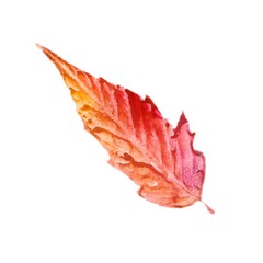 A bright watercolor illustration of a pink and orange autumn leaf on a white background