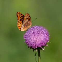 Great spangled fritillary butterfly on thistle flower