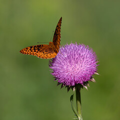 Great spangled fritillary butterfly on thistle flower