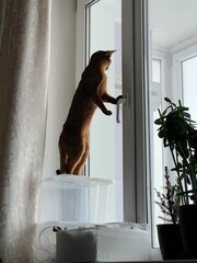 cat in front of window