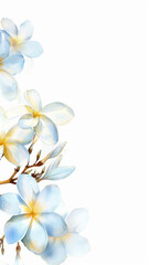 Obraz premium Watercolor invitation design with frangipani flowers. Ready to use card, template for wedding invitation, greeting, birthday etc. Blank space for text. 