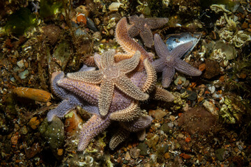 a group of starfish - Asteriidae - Asterias rubens