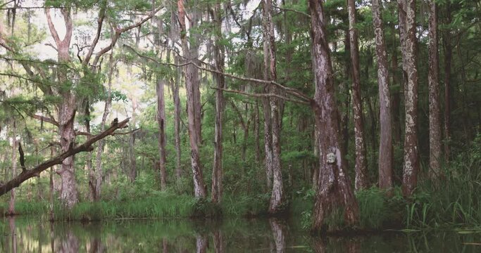 Boat slowly drifting floating down bayou, Honey Island Swamp in New Orleans Louisiana 4k