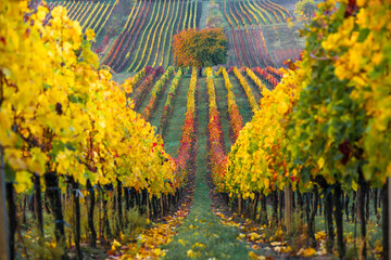Golden vineyard