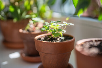 Small Strawberry Fragaria seedlings in clay pots on windowsill at home, soft focus. Hobby, indoor gardening, growing fruits from seed concept