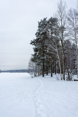 Beautiful snowy forest,  winter landscape in Finland