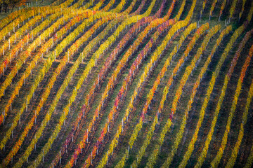 Autumn vineyard