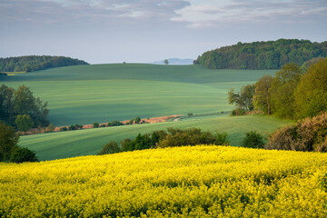 Fototapeta premium Golden fields