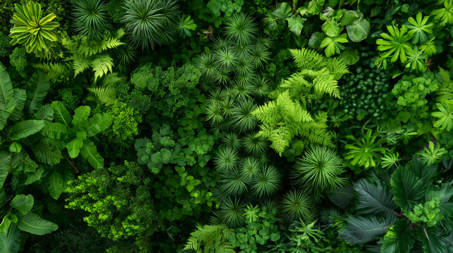 A lush green forest with many different types of plants and trees