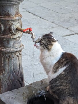 Curious Cat at a Rustic City Fountain