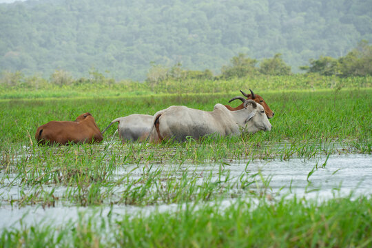 cows in the meadow, zebu dans la savane inond&eacute;e 